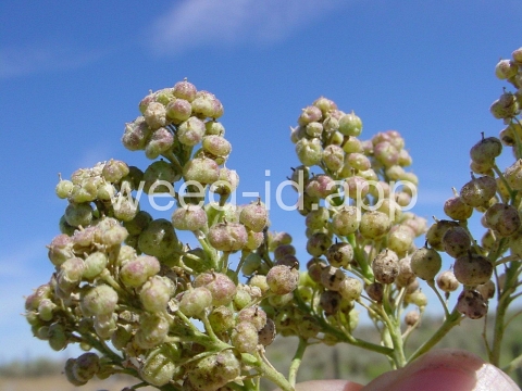 whitetop, hairy